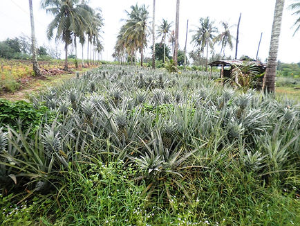 Pineapple plantations