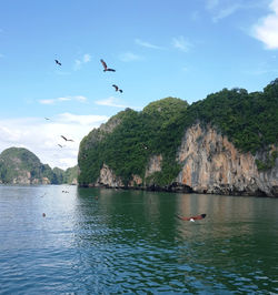 Eagles over Phang Nga Bay Thailand