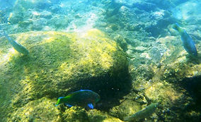Snorkeling at Ao Sane Beach