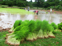 Siem Reap Rice Fields