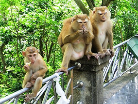 Lots of monkeys at Rang Hill - do not feed them!