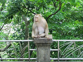 Please do not feed the monkeys!