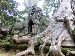 Ta Nei - Siem Reap - Cambodia